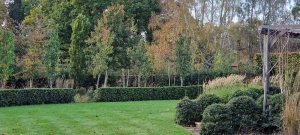 evergreen-hedges-lawn 